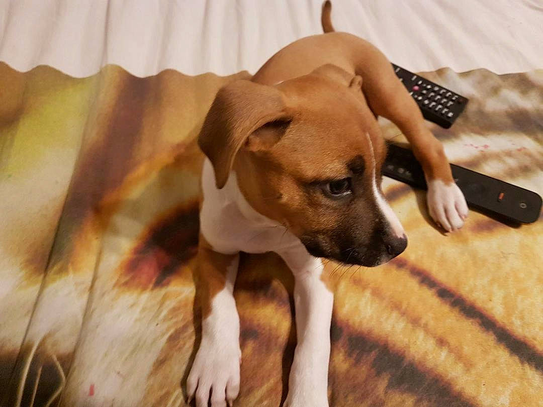 Kenza a rejoint le concours — aidez-le/la à gagner de superbes lots ! black_mouth_cur, canidae, carnivore, companion_dog, dog, dog_breed, ear, fawn, feist, mammal, potcake_dog, puppy, rare_breed_dog, snout, vertebrate