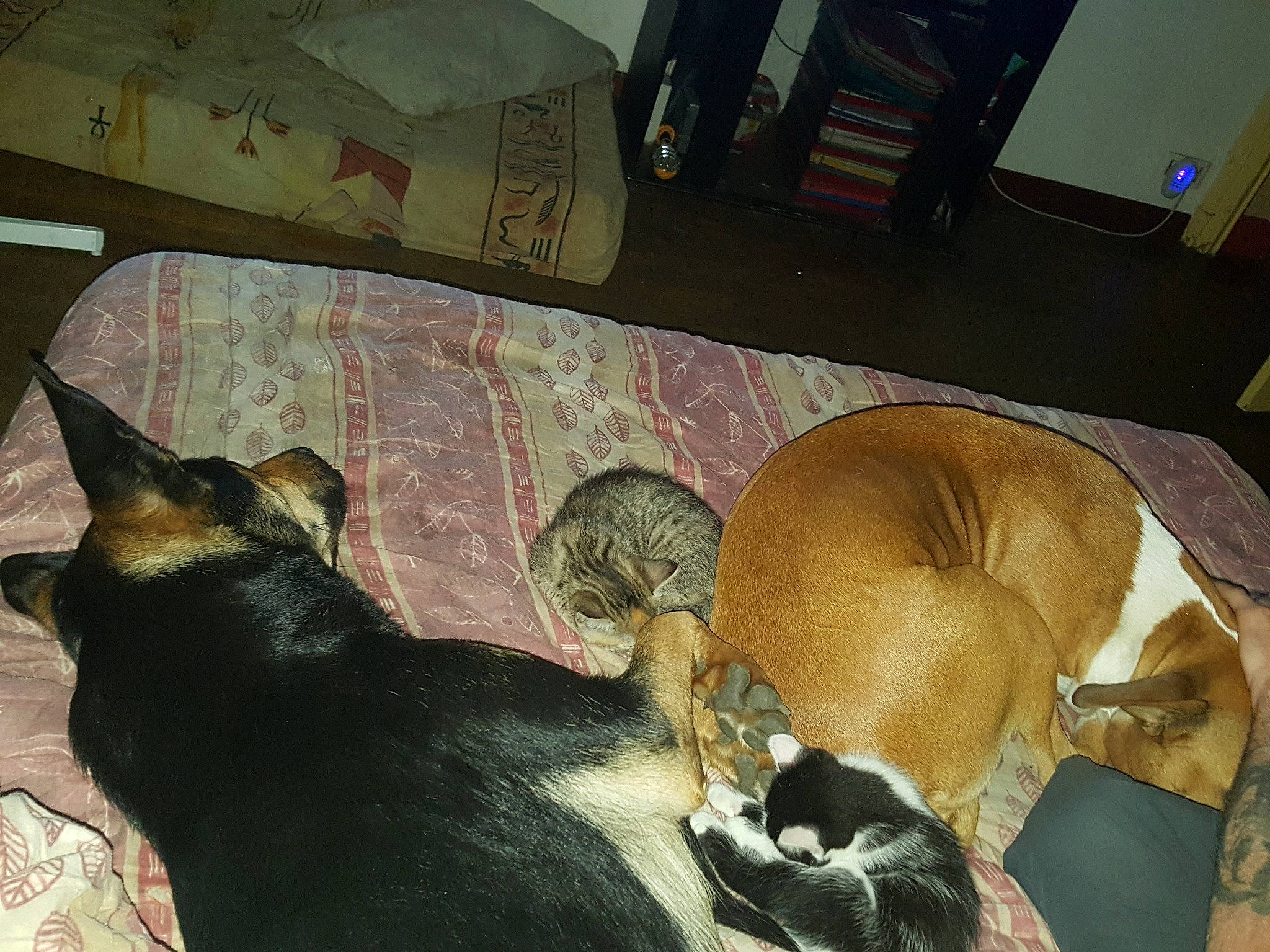 Kenza a rejoint le concours — aidez-le/la à gagner de superbes lots ! canidae, carnivore, cat, dog, dog_breed, fawn, felidae, mammal, nap, small_to_medium_sized_cats, snout, tail, whiskers