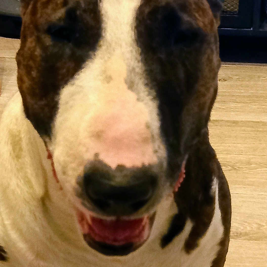 Django participe au concours pour gagner de l'argent avec cette photo : animal, bulldog, canine, dog, greatdane, hardwood, hound, indoors, interiordesign, pet, pitbull, puppy, snout, terrier, whitedog, wood