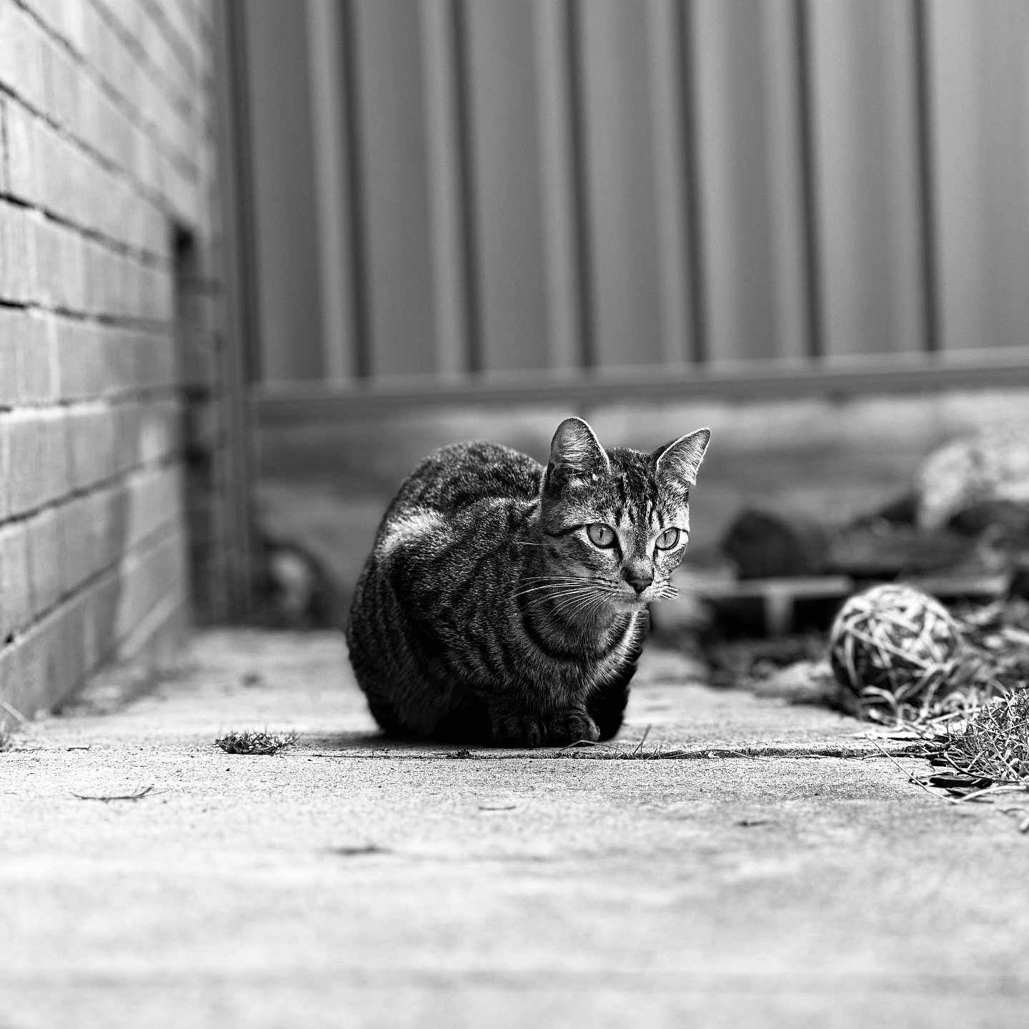 Beady joined the competition — help win amazing prizes! abyssinian, alley, animal, architecture, blackcat, brick, building, cat, city, egyptiancat, kitten, manx, ocelot, path, pet, road, sidewalk, street, urban, wall