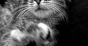 Willow joined the competition — help win amazing prizes! cat, kitten, animal, pet, fluffy, fur, whiskers, ears, eyes, paws, portrait, black_and_white, monochrome, close_up, indoors, couch, fabric, relaxed, playful, purple_heart