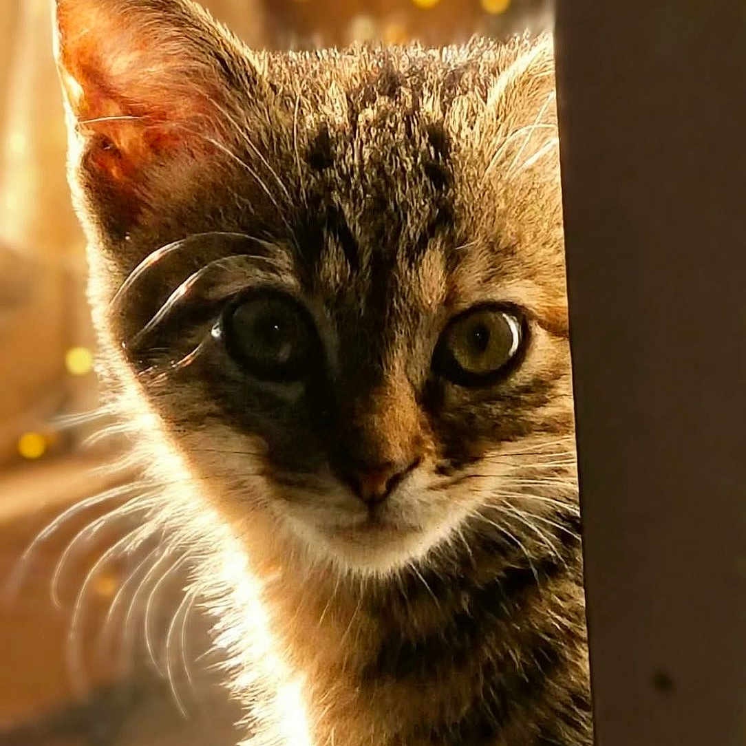 Willow