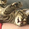 cat, tabby_cat, fluffy, furry, pet, animal, upside_down, lying_down, paws, whiskers, ears, open_mouth, relaxed, sleepy, playful, red_blanket, cushion, indoor, close_up, portrait