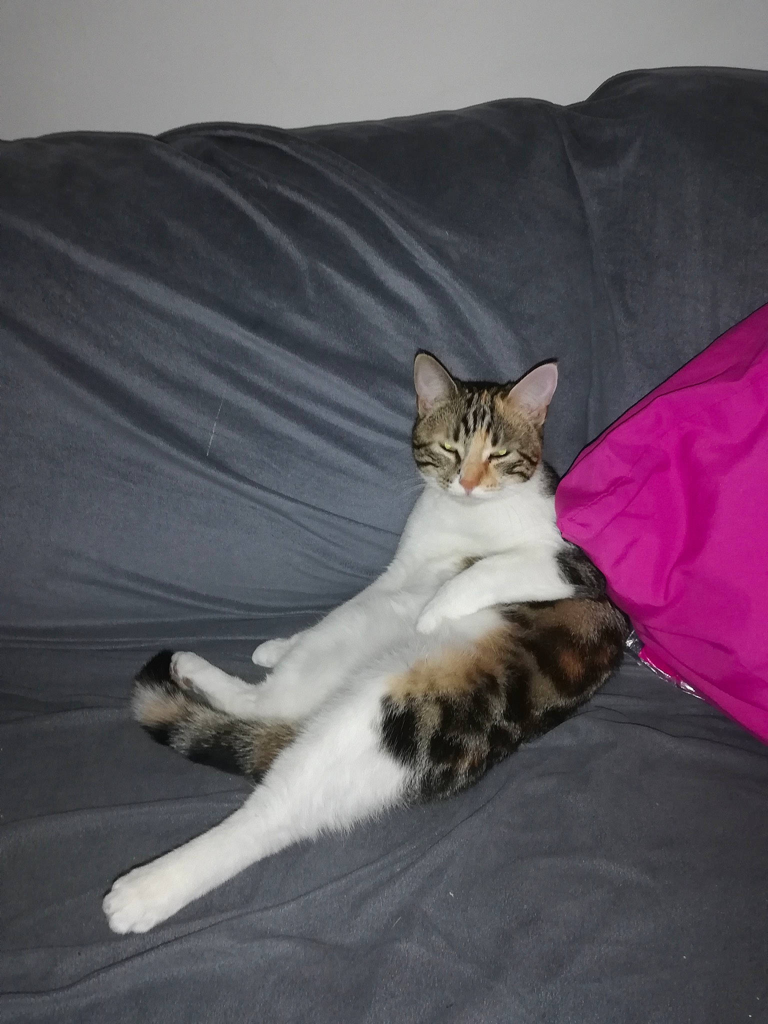 Pupuce a rejoint le concours — aidez-le/la à gagner de superbes lots ! bed, carnivore, cat, comfort, couch, domestic_short_haired_cat, fawn, felidae, fur, grey, linens, paw, pillow, plant, small_to_medium_sized_cats, snout, tail, tree, whiskers, wood