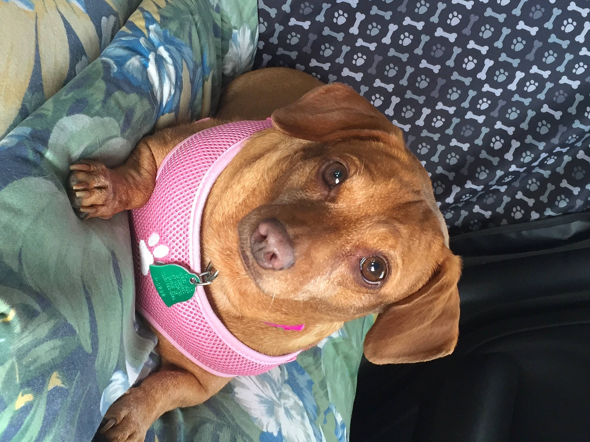 Emma is registered to the contest to win money with this photo: canidae, carnivore, collar, comfort, companion_dog, dog, dog_breed, dog_clothes, dog_supply, ear, fawn, head, jaw, liver, selfie, snout, sporting_group, whiskers, working_animal, wrinkle