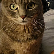 Sheba is registered to the contest to win money with this photo: cat, tabby_cat, indoor, bed, furniture, plant, curious, pet, whiskers, close_up, green_eyes, domestic_animal, cozy, resting, animal_portrait, household, feline, soft_fur, domestic_life, looking