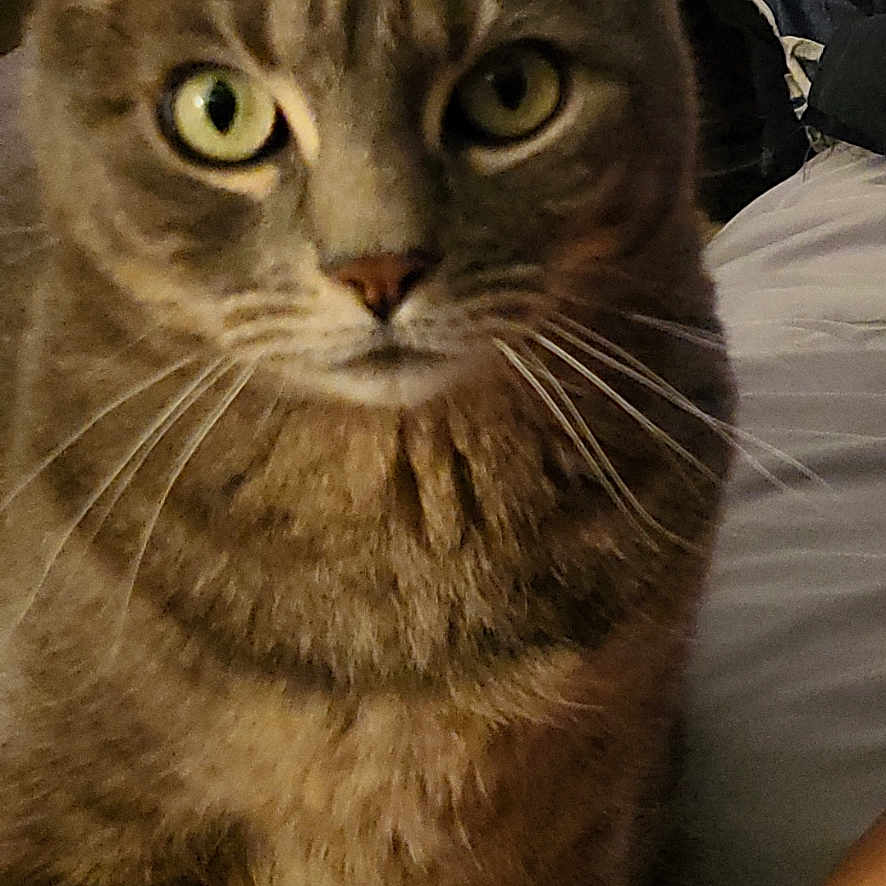 Sheba is registered to the contest to win money with this photo: cat, tabby_cat, indoor, bed, furniture, plant, curious, pet, whiskers, close_up, green_eyes, domestic_animal, cozy, resting, animal_portrait, household, feline, soft_fur, domestic_life, looking