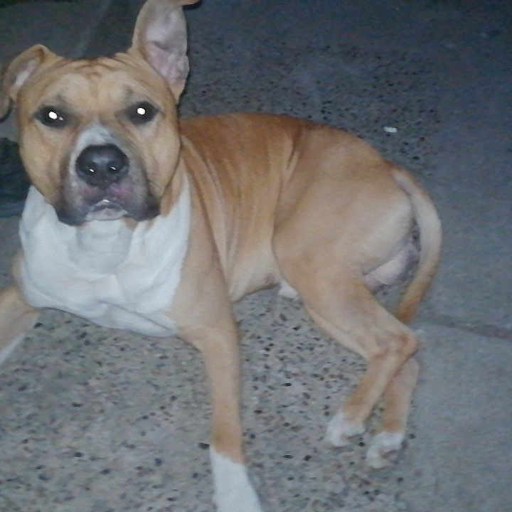 Tyson