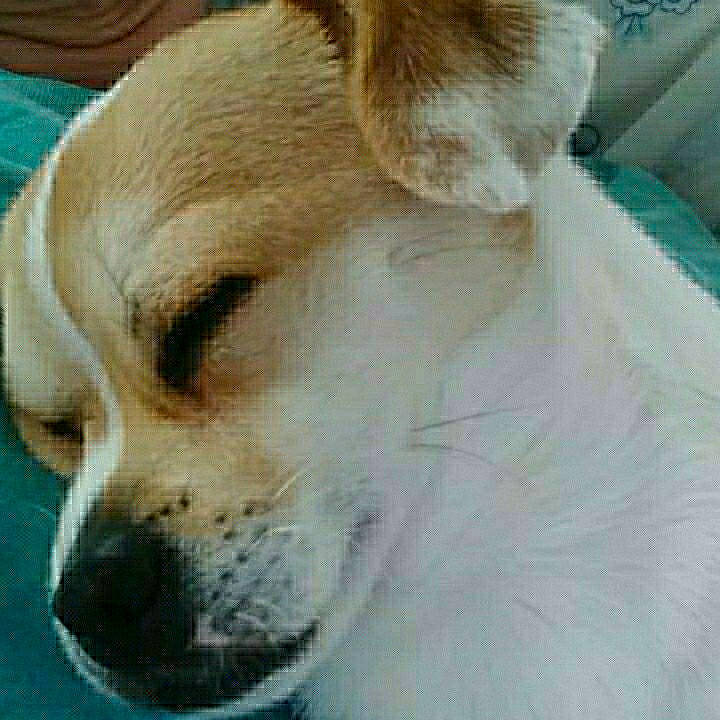 Max is registered to the contest to win money with this photo: canidae, carnivore, collar, comfort, companion_dog, dog, dog_breed, ear, fawn, fur, non_sporting_group, paw, puppy, snout, sporting_group, terrestrial_animal, whiskers, working_animal