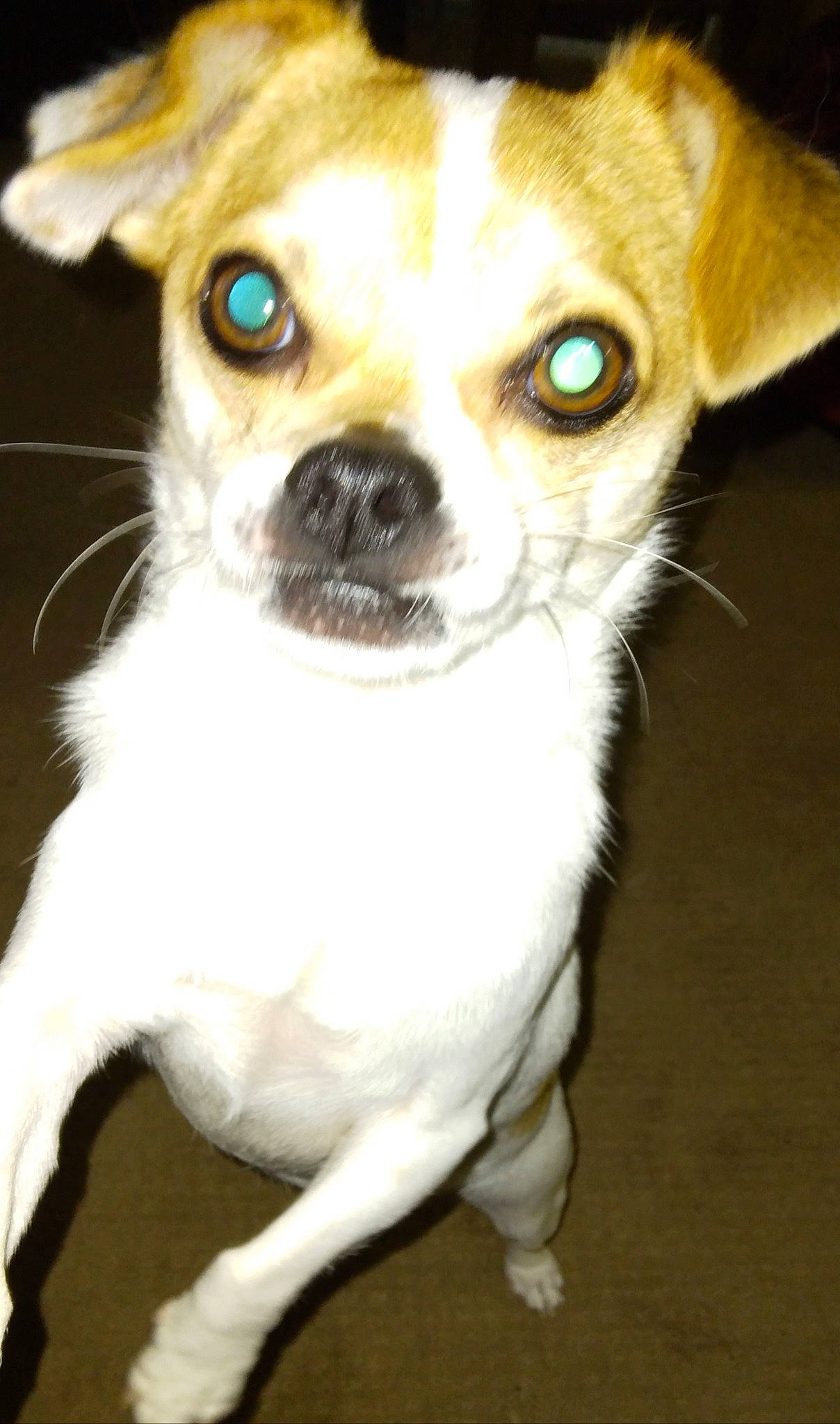 Max joined the competition — help win amazing prizes! ancient_dog_breeds, canidae, carnivore, chihuahua, companion_dog, corgi_chihuahua, dog, dog_breed, fawn, fur, non_sporting_group, photography, puppy, russkiy_toy, snout, sporting_group, terrestrial_animal, toy_dog, whiskers, working_animal