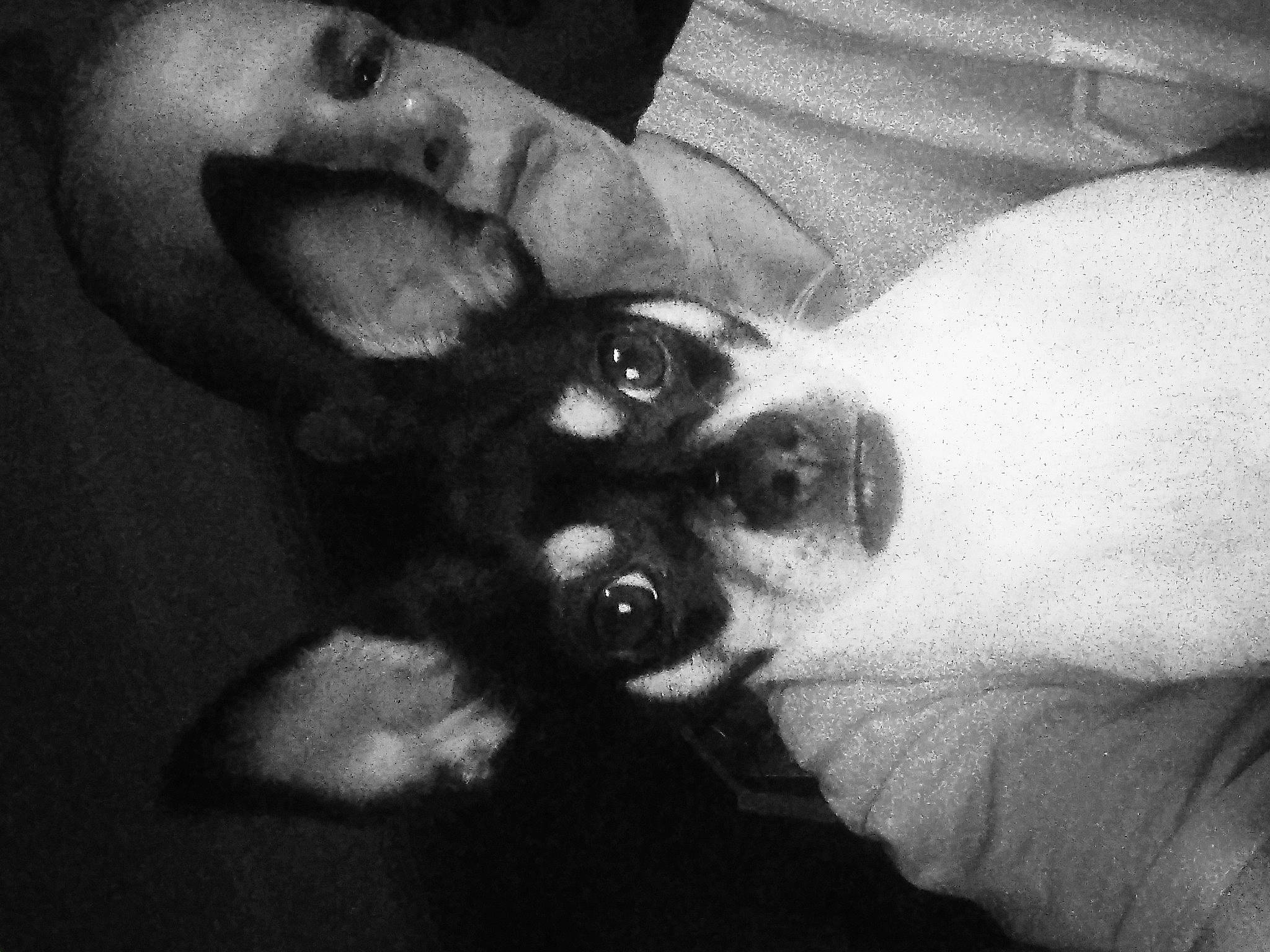 Jojo is registered to the contest to win money with this photo: canidae, carnivore, comfort, companion_dog, dog, dog_breed, ear, elbow, fawn, fur, gesture, jaw, monochrome_photography, paw, snout, sporting_group, toy_dog, whiskers, working_animal, wrist