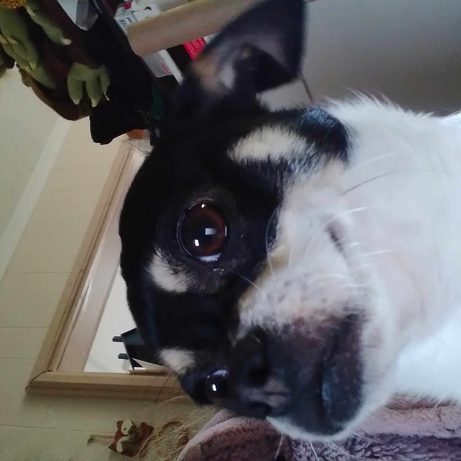 Jojo is registered to the contest to win money with this photo: canidae, carnivore, collar, companion_dog, dog, dog_breed, ear, eye, eyelash, fawn, felidae, fur, non_sporting_group, paw, snout, sporting_group, terrestrial_animal, whiskers, working_animal