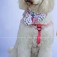 Tina Beltran joined the competition — help win amazing prizes! dog, white, fluffy, poodle, bandana, pink_harness, sitting, pet, canine, fur, portrait, studio, animal, cute, domestic, friendly, mammal, indoors, calm, looking_away