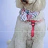 dog, white, fluffy, poodle, bandana, pink_harness, sitting, pet, canine, fur, portrait, studio, animal, cute, domestic, friendly, mammal, indoors, calm, looking_away