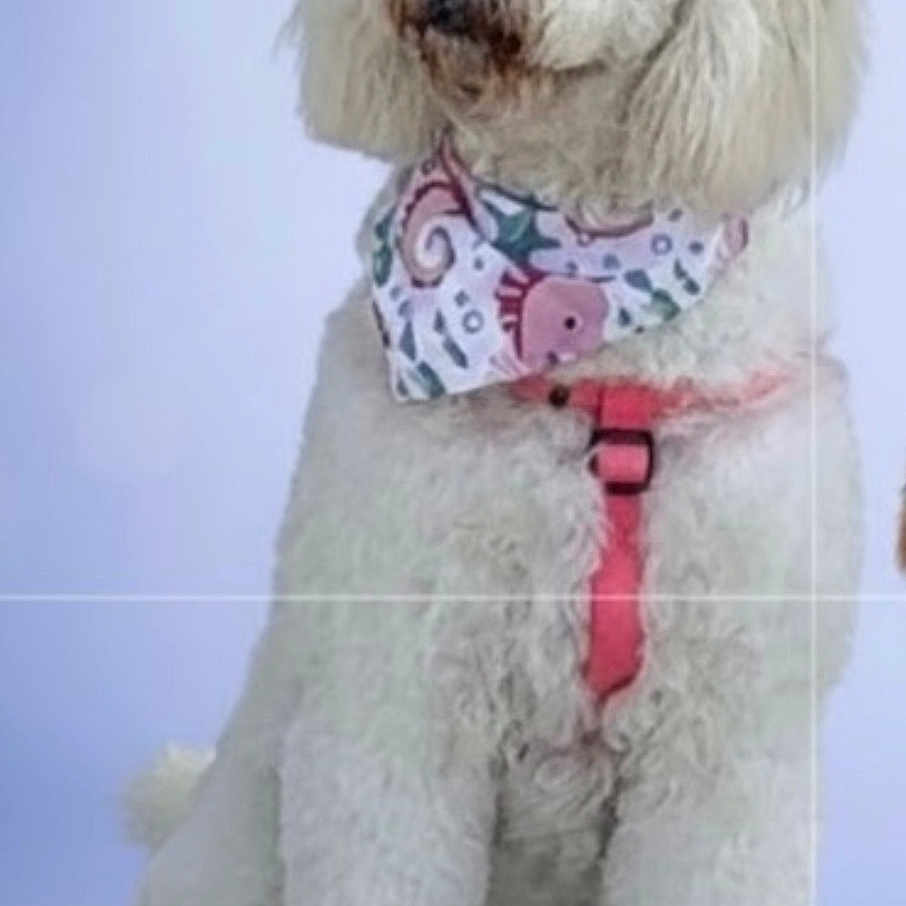 Tina Beltran joined the competition — help win amazing prizes! dog, white, fluffy, poodle, bandana, pink_harness, sitting, pet, canine, fur, portrait, studio, animal, cute, domestic, friendly, mammal, indoors, calm, looking_away