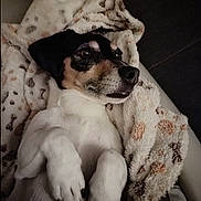 Ruby a rejoint le concours — aidez-le/la à gagner de superbes lots ! dog, puppy, blanket, lying_down, cozy, pet, fur, paw_prints, relaxed, cute, indoor, animal, snuggled, white_fur, black_and_tan, soft_texture, resting, canine, comfort, closeup