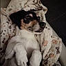 dog, puppy, blanket, lying_down, cozy, pet, fur, paw_prints, relaxed, cute, indoor, animal, snuggled, white_fur, black_and_tan, soft_texture, resting, canine, comfort, closeup