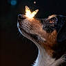 Ruby participe au concours pour gagner de l'argent avec cette photo : dog, butterfly, animal, pet, face, profile, glowing, dark_background, sparkles, nature, mammal, whiskers, fur, closeup, wildlife, cute, adorable, calm, peaceful, portrait