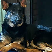 Sassy joined the competition — help win amazing prizes! dog, black_and_tan, pet, animal, canine, lying_down, relaxed, alert, upright_ears, long_ears, brown_fur, black_fur, blue_bed, indoor, fireplace, home, portrait, photograph, cozy, watchful