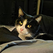 Lucy is registered to the contest to win money with this photo: animal, bed, black_and_white, blanket, cat, close_up, cozy, dark_background, ears, feline, fur, green_eyes, indoors, lying_down, pet, portrait, relaxed, tuxedo_cat, warm_lighting, whiskers