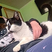 Callie is registered to the contest to win money with this photo: animal, black_and_white_cat, casual, cat, comfort, cozy, feline, fur, green_wall, hand, home, indoor, lap, person, pet, relaxation, resting, tail, television, whiskers