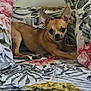 dog, chihuahua, small_dog, bed, floral_pattern, pillow, indoor, pet, animal, cute, ears, tan, resting, looking, curious, home, comfort, lying_down, domestic, cozy