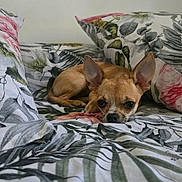 Vahine a rejoint le concours — aidez-le/la à gagner de superbes lots ! dog, small_dog, tan_dog, bed, pillow, floral_pattern, leaf_pattern, indoor, resting, cute, pet, canine, animal, laying_down, relaxed, ears, sleepy, home, comfort, cozy