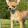 Vahine participe au concours pour gagner de l'argent avec cette photo : dog, chihuahua, small_dog, outdoor, grass, greenery, ears_up, alert, pet, canine, sunlight, nature, animal, fur, brown_fur, standing, portrait, daylight, cute, closeup