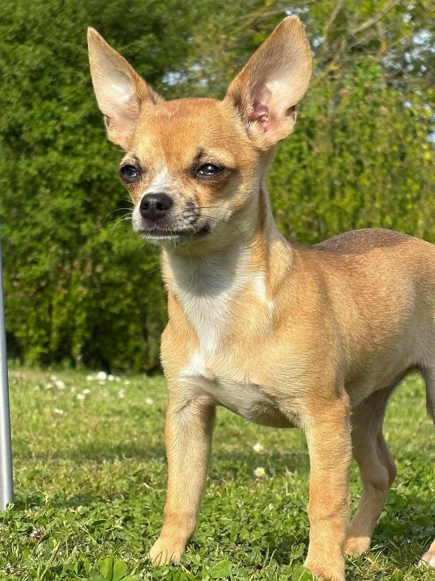 Vahine participe au concours pour gagner de l'argent avec cette photo : dog, chihuahua, small_dog, outdoor, grass, greenery, ears_up, alert, pet, canine, sunlight, nature, animal, fur, brown_fur, standing, portrait, daylight, cute, closeup