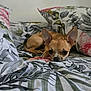 dog, small_dog, tan_dog, bed, pillow, floral_pattern, leaf_pattern, indoor, resting, cute, pet, canine, animal, laying_down, relaxed, ears, sleepy, home, comfort, cozy