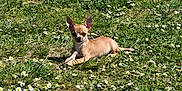 Vahine participe au concours pour gagner de l'argent avec cette photo : dog, chihuahua, grass, daisies, outdoor, sunlight, small_dog, pet, animal, nature, greenery, flower, relaxing, cute, summer, canine, laying_down, fur, ears, daytime