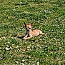 dog, chihuahua, grass, daisies, outdoor, sunlight, small_dog, pet, animal, nature, greenery, flower, relaxing, cute, summer, canine, laying_down, fur, ears, daytime