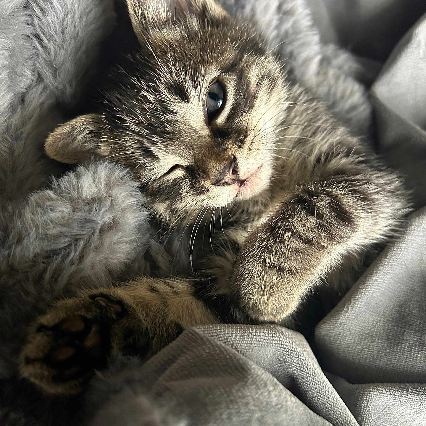 Clover joined the competition — help win amazing prizes! abyssinian, animal, blanket, cat, couch, furniture, kitten, manx, person, pet, quilt, siamese, sleeping