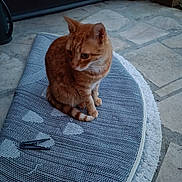 Flanders a rejoint le concours — aidez-le/la à gagner de superbes lots ! animal, cat, clothespin, daylight, ears, feline, fur, heart_pattern, looking_away, orange_tabby, outdoor, paws, pet, quiet, rug, sitting, stone_floor, tail, texture, whiskers