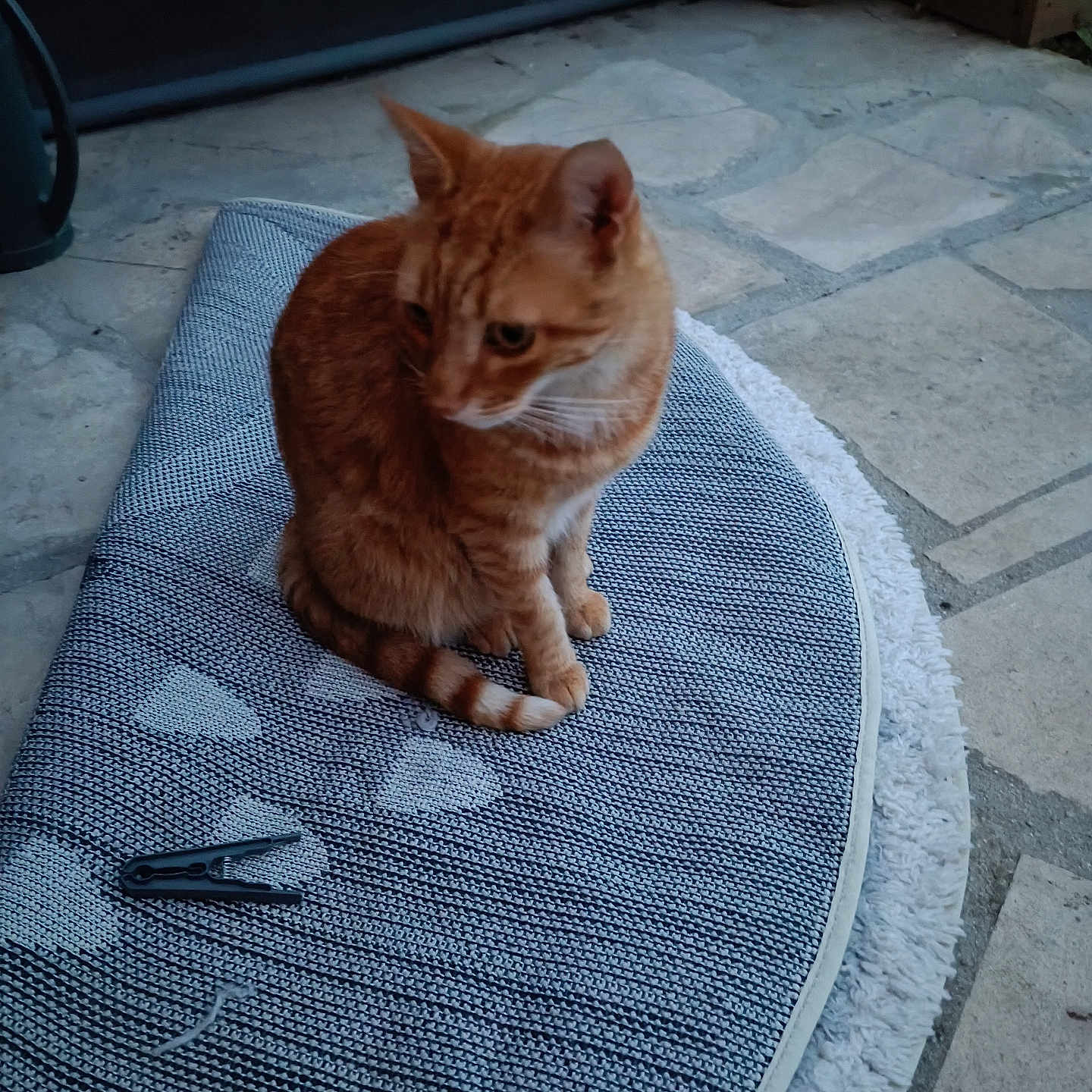 Flanders a rejoint le concours — aidez-le/la à gagner de superbes lots ! animal, cat, clothespin, daylight, ears, feline, fur, heart_pattern, looking_away, orange_tabby, outdoor, paws, pet, quiet, rug, sitting, stone_floor, tail, texture, whiskers