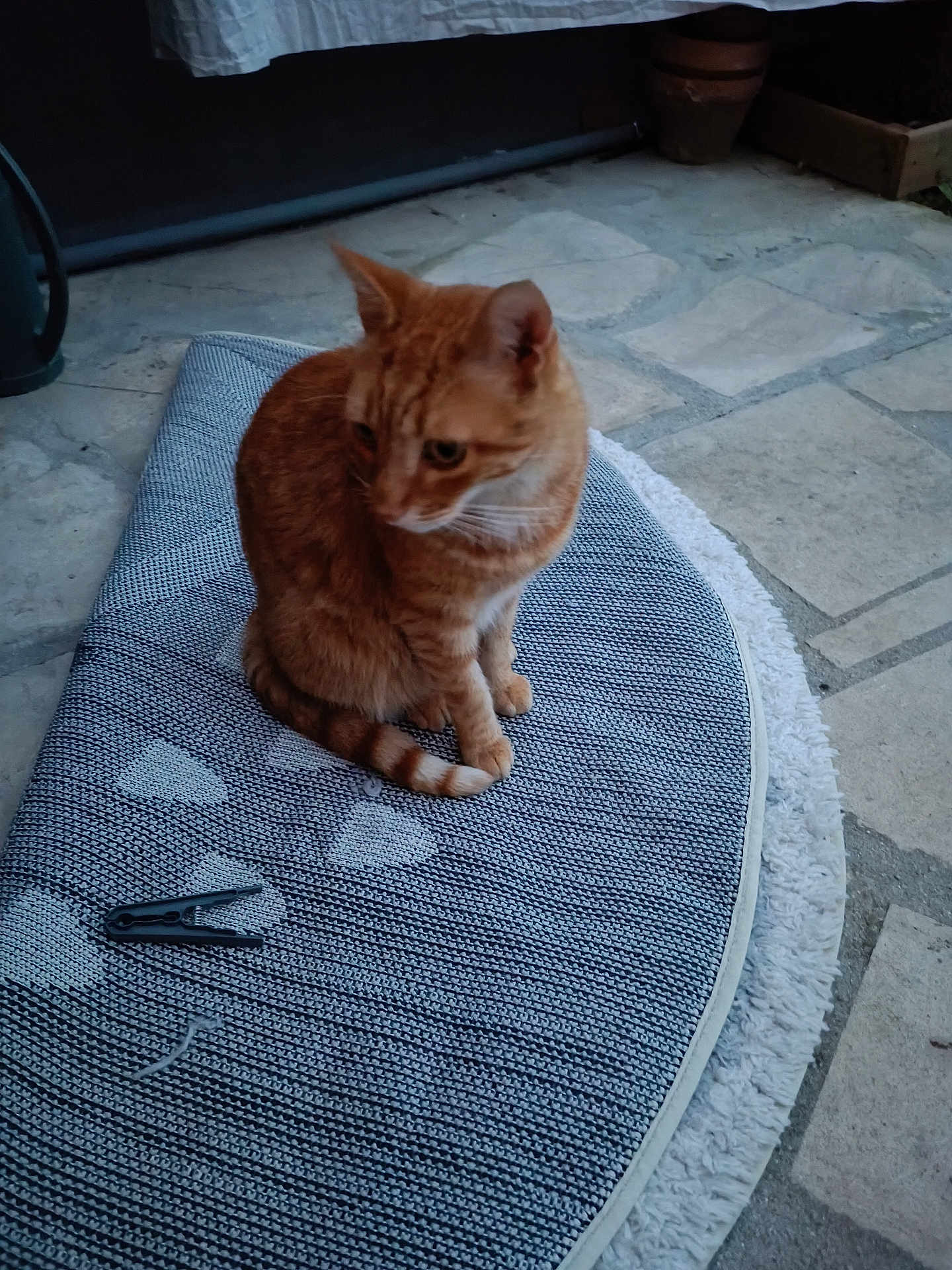 Flanders a rejoint le concours — aidez-le/la à gagner de superbes lots ! animal, cat, clothespin, daylight, ears, feline, fur, heart_pattern, looking_away, orange_tabby, outdoor, paws, pet, quiet, rug, sitting, stone_floor, tail, texture, whiskers