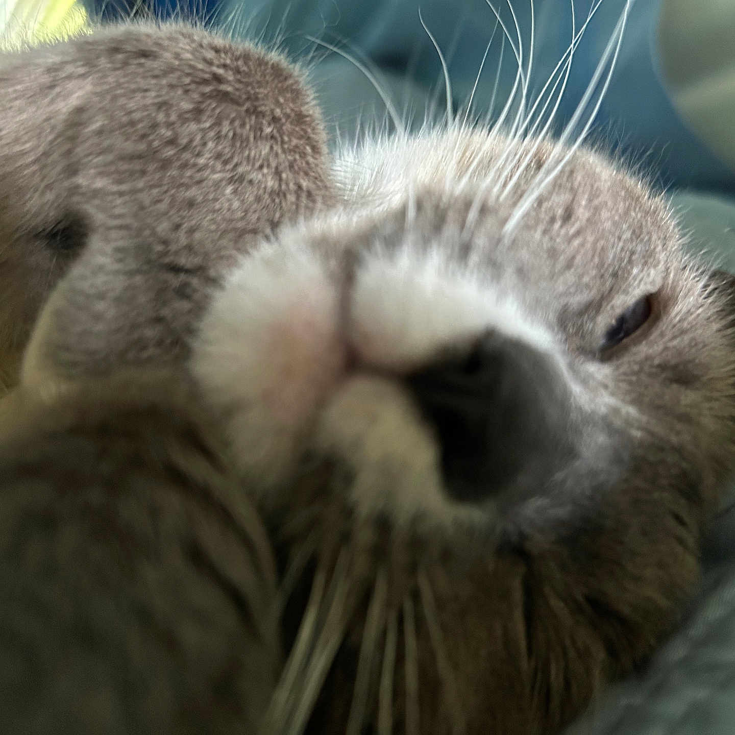 Precious