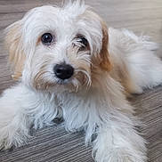 Câline participe au concours pour gagner de l'argent avec cette photo : animal, black_nose, companion, dark_eyes, dog, floor, fluffy, human_leg, indoors, long_hair, lying_down, paws, pet, portrait, puppy, small_dog, sneaker, tan_fur, white_fur, wood_floor