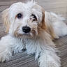 puppy, dog, white_fur, tan_fur, fluffy, long_hair, small_dog, lying_down, floor, indoors, wood_floor, pet, animal, black_nose, dark_eyes, paws, companion, sneaker, human_leg, portrait