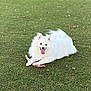 dog, white_dog, spitz, pet, stick, grass, artificial_grass, outdoor, canine, furry, happy, tongue_out, lying_down, playful, portrait, ears, fluffy, companion, park, smiling