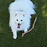animal, canine, companion, cute, dog, fluffy, friendly, fur, grass, happy, lying_down, nature, outdoor, pet, playful, stick, summer, tongue, tongue_out, white_dog