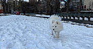 Tsuki is registered to the contest to win money with this photo: animal, bench, building, canine, city, cold, daytime, dog, fluffy, footprints, nature, outdoor, park, pet, sky, snow, tree, urban, walking, winter