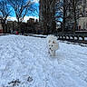 animal, bench, building, canine, city, cold, daytime, dog, fluffy, footprints, nature, outdoor, park, pet, sky, snow, tree, urban, walking, winter
