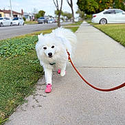 Tsuki is registered to the contest to win money with this photo: animal, canine, car, daytime, dog, fur, grass, leash, nature, outdoor, pavement, pet_accessory, pink_booties, sidewalk, street, suburban, tree, walking, walking_pet, white_dog