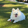 Tsuki joined the competition — help win amazing prizes! animal, canine, cute, dog, fluffy, grass, happy, nature, outdoor, park, paw, pet, playful, relaxed, smiling, summer, sunlight, tongue_out, toy_ball, white_fur