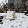 animal, bridge, buildings, city, daytime, dog, fence, festive_lights, fluffy, footprints, lamppost, outdoor, park, pet, snow, statue, trees, urban, white_dog, winter