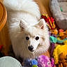 Tsuki joined the competition — help win amazing prizes! animal, colorful, companion, cozy, curious, cute, dog, domestic_animal, fluffy, furry, home, indoor, looking_up, pet, pet_bed, plush_toys, small_dog, toys, white_dog, wooden_floor