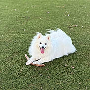 Tsuki is registered to the contest to win money with this photo: dog, white_dog, spitz, pet, stick, grass, artificial_grass, outdoor, canine, furry, happy, tongue_out, lying_down, playful, portrait, ears, fluffy, companion, park, smiling