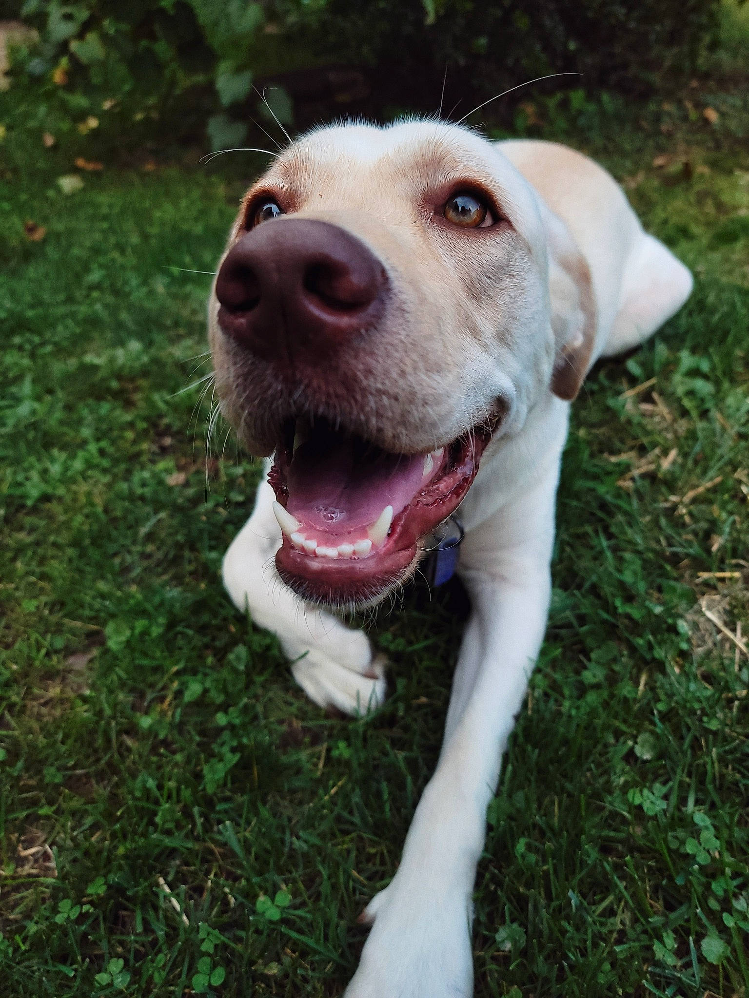 Riley joined the competition — help win amazing prizes! canidae, carnivore, collar, companion_dog, dog, dog_breed, dog_collar, fang, fawn, grass, jaw, labrador_retriever, liver, plant, snout, sporting_group, tail, whiskers, working_animal, working_dog