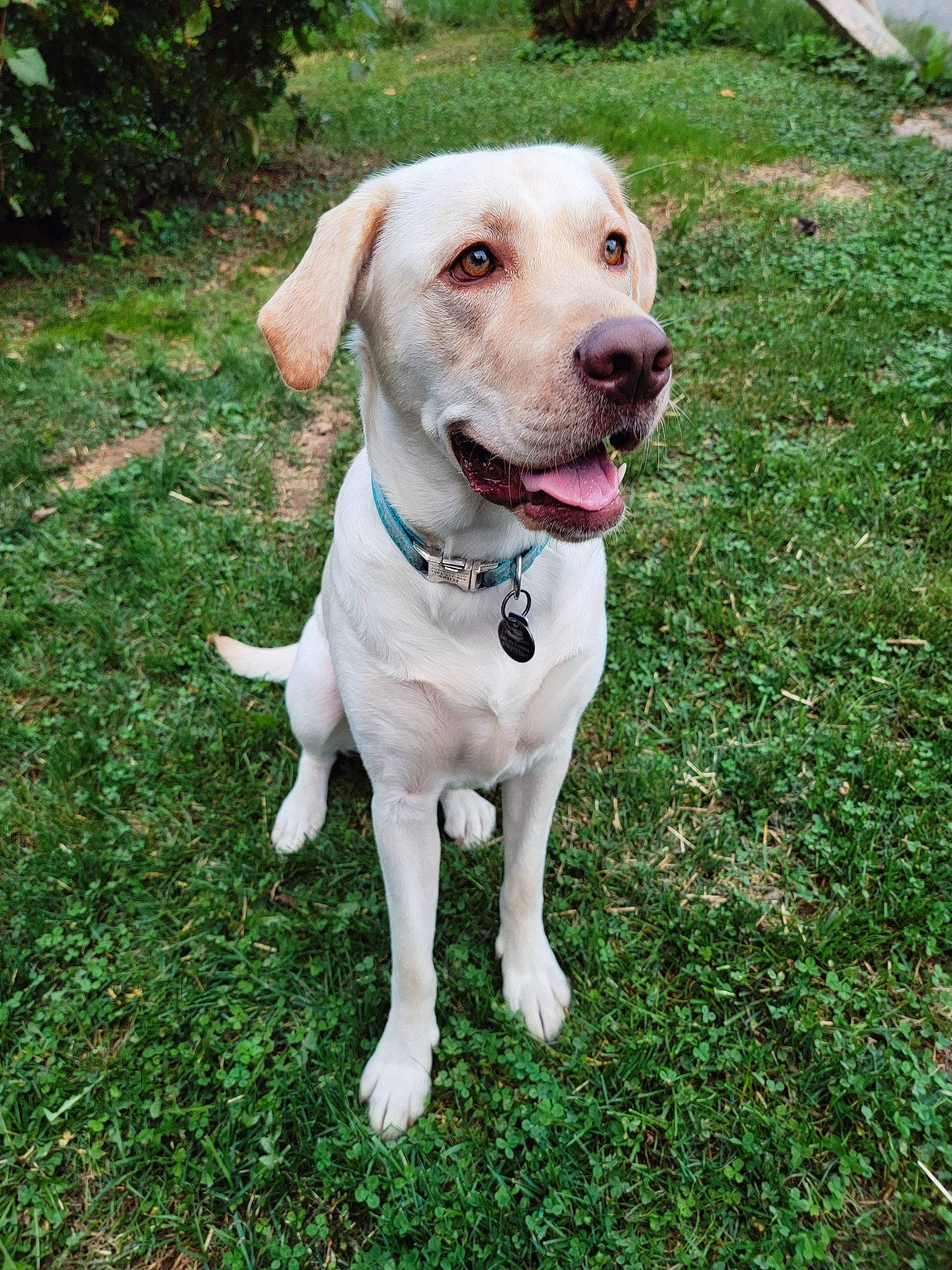 Riley is registered to the contest to win money with this photo: canidae, carnivore, collar, companion_dog, dog, dog_breed, dog_collar, fawn, grass, gun_dog, leash, pet_supply, plant, retriever, snout, sporting_group, tail, whiskers, working_animal, working_dog